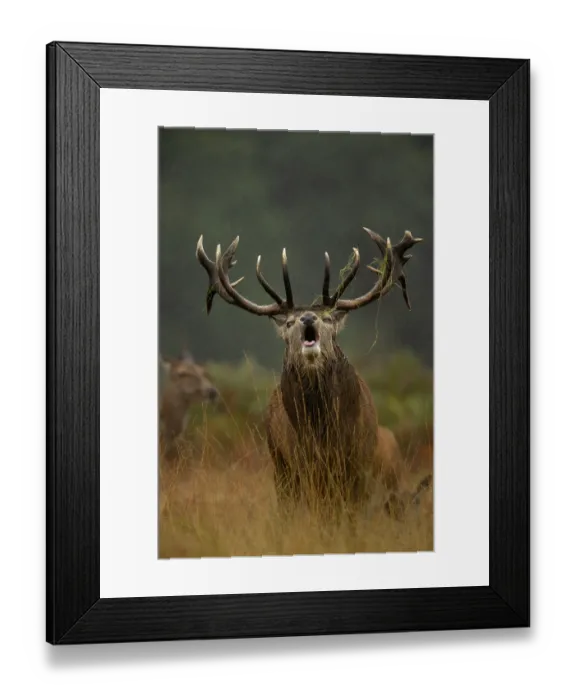Framed Print : RF - Red deer (Cervus elaphus) stag roaring in the rain, Bradgate Park, Leicestershire, UK. October. (This image may be licensed either as rights managed or royalty free.) Framed Print : RF - Red deer (Cervus elaphus) stag roaring in the rain, Bradgate Park, Leicestershire, UK. October. (This image may be licensed either as rights managed or royalty free.)
