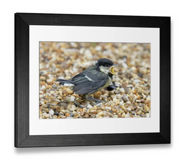 Framed Print : Great tit (Parus major) fledgling on the ground begging for food, Norfolk, England, UK. May