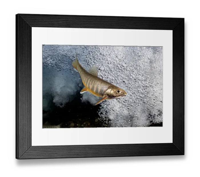 Framed Print : Southern Asian Dolly Varden charr (Salvelinus curilus) foraging at base of waterfall, Hokkaido, Japan