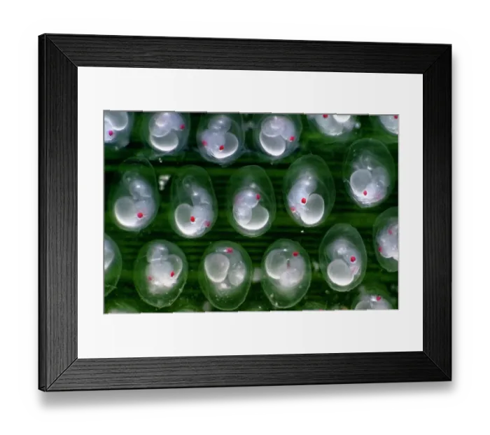 Framed Print : Japanese pygmy squid (Idiosepius paradoxus) eggs on Seagrass (Zostera marina) with developing embryos visible Framed Print : Japanese pygmy squid (Idiosepius paradoxus) eggs on Seagrass (Zostera marina) with developing embryos visible