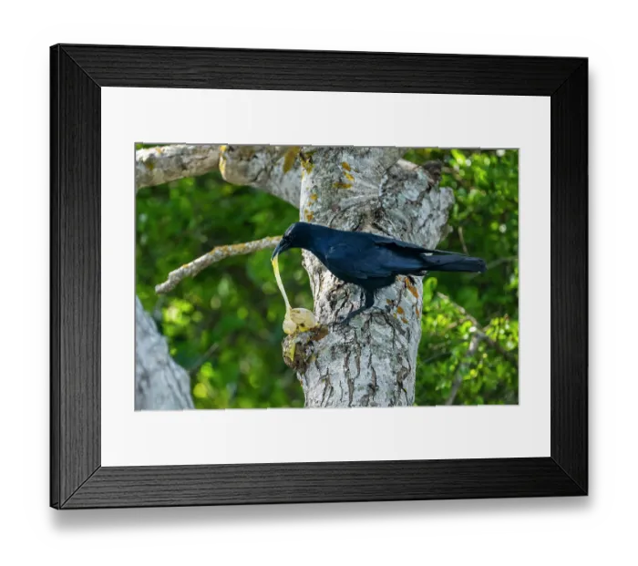 Framed Print : Tamaulipas crow (Corvus imparatus) perched in tree feeding on Kemp's ridley turtle (Lepidochelys kempii) egg, Rancho Nuevo Sea Turtle Sanctuary, Tamaulipas, Mexico Framed Print : Tamaulipas crow (Corvus imparatus) perched in tree feeding on Kemp's ridley turtle (Lepidochelys kempii) egg, Rancho Nuevo Sea Turtle Sanctuary, Tamaulipas, Mexico