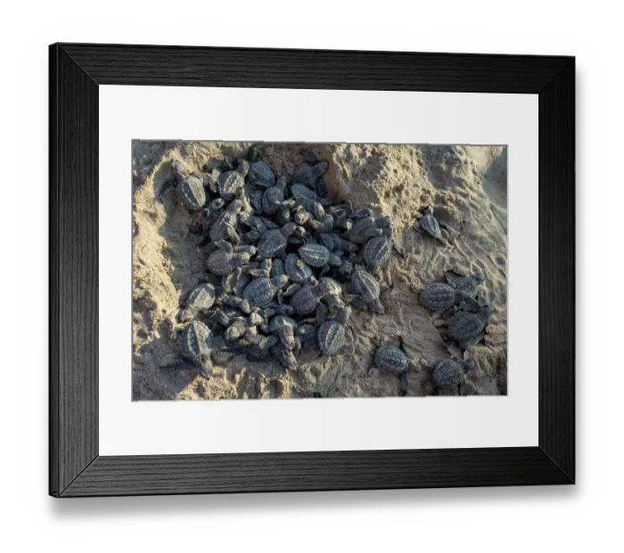 Framed Print : Kemp's ridley turtle (Lepidochelys kempii) hatchlings emerging from nest on beach, Rancho Nuevo Sea Turtle Sanctuary, Tamaulipas, Mexico. Critically endangered