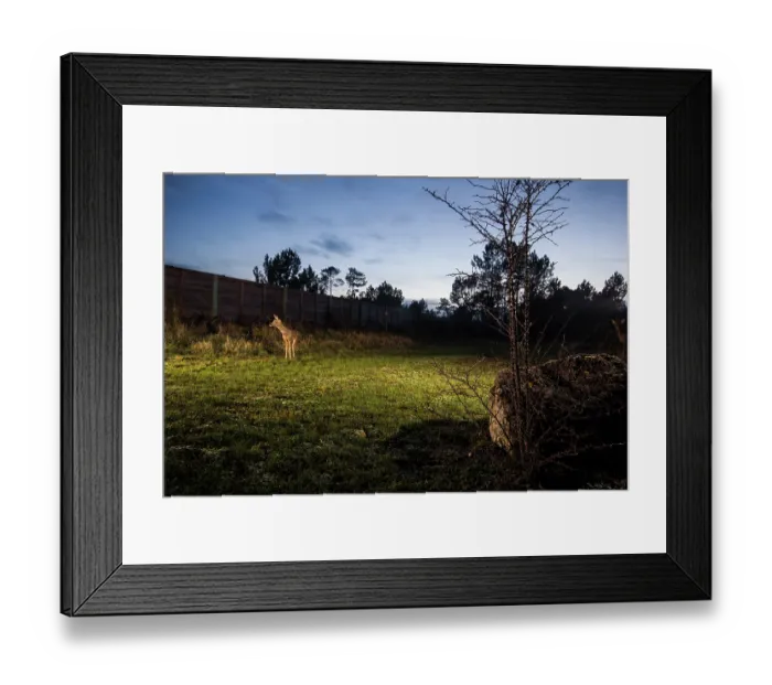 Framed Print : Roe deer (Capreolus capreolus) standing on a wildlife crossing above the A10 highway at dusk, Charente-Maritime, France. January. Camera trap image Framed Print : Roe deer (Capreolus capreolus) standing on a wildlife crossing above the A10 highway at dusk, Charente-Maritime, France. January. Camera trap image