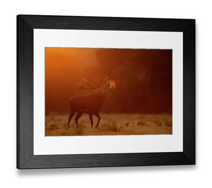 Framed Print : RF - Red deer (Cervus elaphus) stag roaring at dawn with visible breath, Bradgate Park, Leicestershire, UK. October Framed Print : RF - Red deer (Cervus elaphus) stag roaring at dawn with visible breath, Bradgate Park, Leicestershire, UK. October