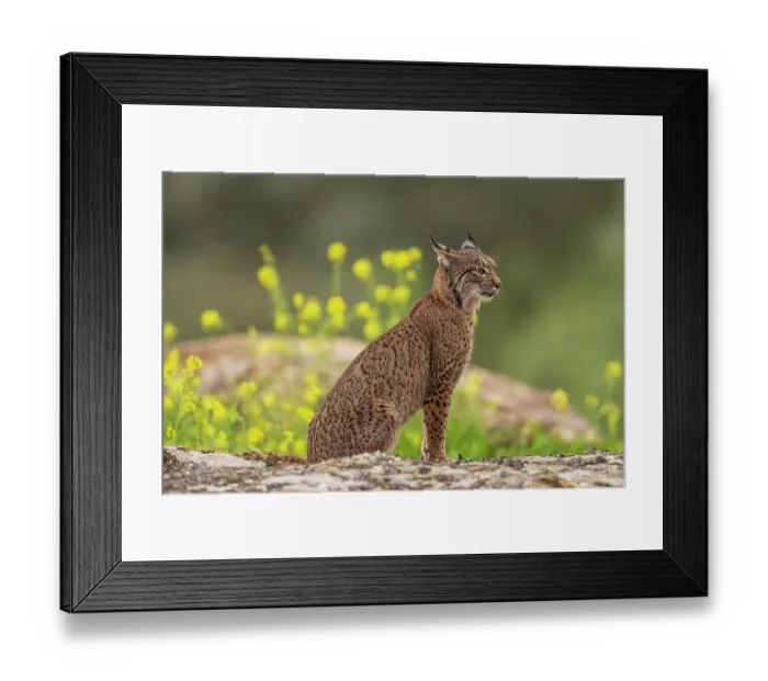 Framed Print : Iberian lynx (Lynx pardinus) cub, sitting on rocks with yellow flowers behind, Sierra de Andujar, Jaen province, Spain. February Framed Print : Iberian lynx (Lynx pardinus) cub, sitting on rocks with yellow flowers behind, Sierra de Andujar, Jaen province, Spain. February
