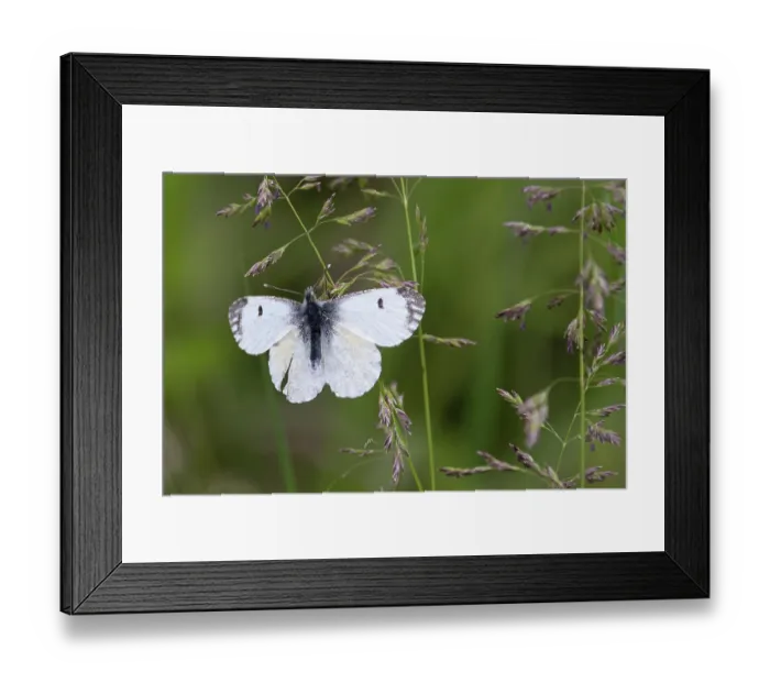 Framed Print : Orange-tip butterfly (Anthocharis cardamines) female, resting on grass stem, Norfolk, England, UK. May Framed Print : Orange-tip butterfly (Anthocharis cardamines) female, resting on grass stem, Norfolk, England, UK. May