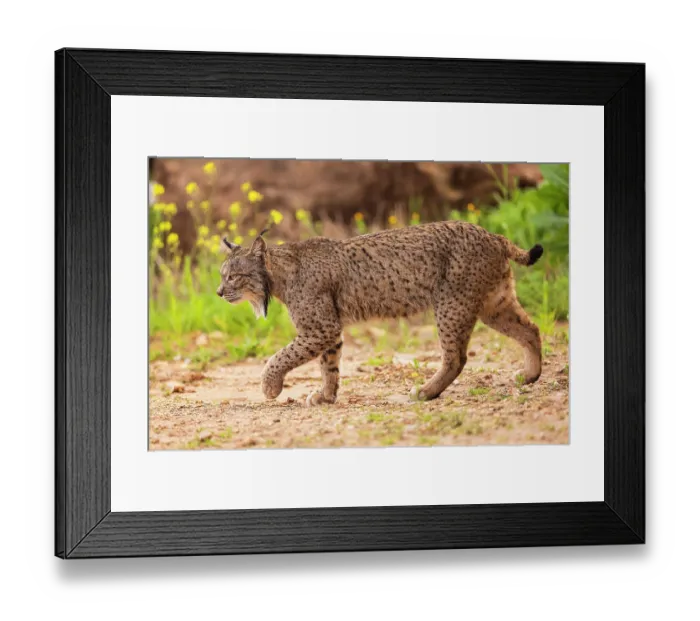 Framed Print : Iberian lynx (Lynx pardinus) male, walking, portrait, Sierra de Andujar, Jaen province, Spain. February Framed Print : Iberian lynx (Lynx pardinus) male, walking, portrait, Sierra de Andujar, Jaen province, Spain. February