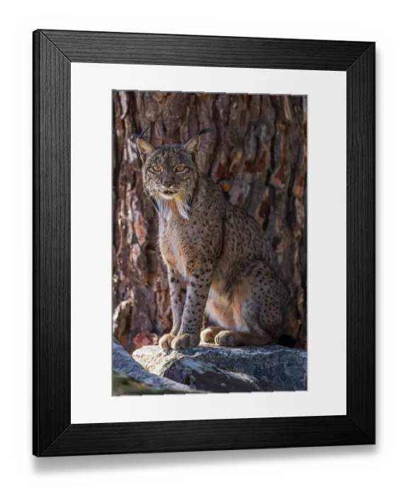 Framed Print : Iberian lynx (Lynx pardinus) male, sitting on a rock in the shade, Sierra de Andujar, Jaen province, Spain. February Framed Print : Iberian lynx (Lynx pardinus) male, sitting on a rock in the shade, Sierra de Andujar, Jaen province, Spain. February