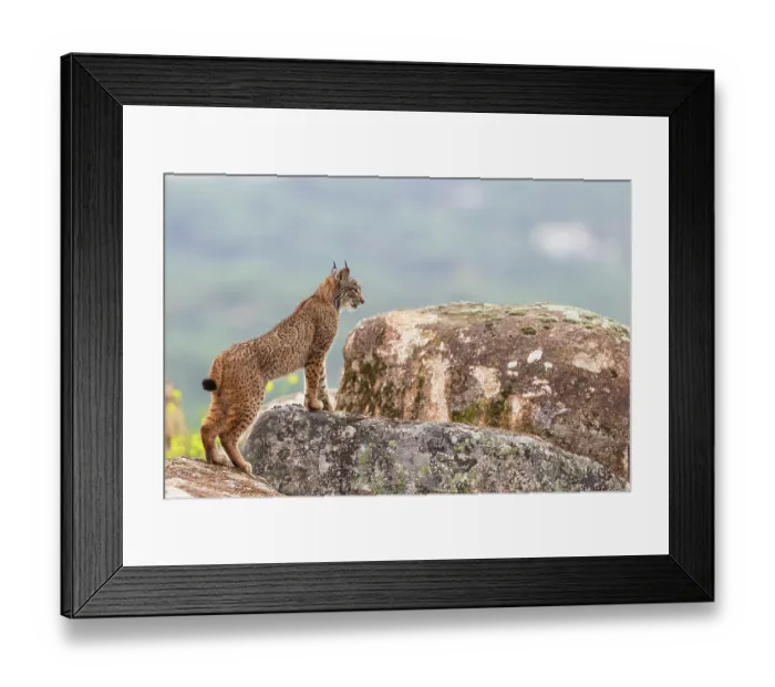 Framed Print : Iberian lynx (Lynx pardinus) cub, standing alert on rocks, Sierra de Andujar, Jaen province, Spain. February Framed Print : Iberian lynx (Lynx pardinus) cub, standing alert on rocks, Sierra de Andujar, Jaen province, Spain. February