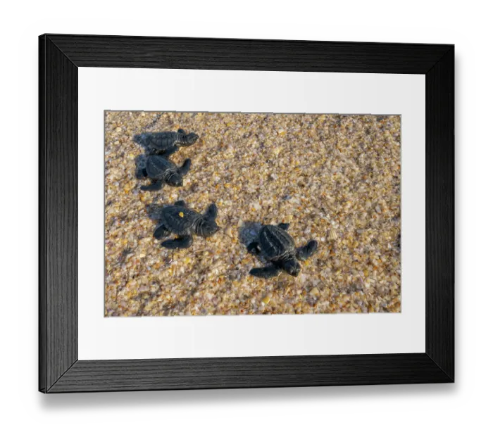 Framed Print : Kemp's ridley turtle (Lepidochelys kempii) hatchlings making their way to the sea, Rancho Nuevo Sea Turtle Sanctuary, Tamaulipas, Mexico. Critically endangered Framed Print : Kemp's ridley turtle (Lepidochelys kempii) hatchlings making their way to the sea, Rancho Nuevo Sea Turtle Sanctuary, Tamaulipas, Mexico. Critically endangered