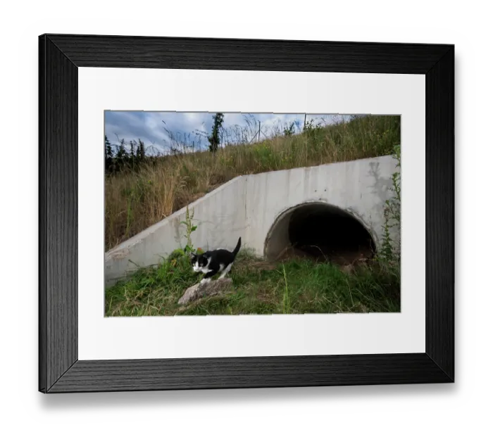 Framed Print : Domestic cat (Felis catus) using a wildlife underpass below the A89 highway, Rhone, France. July. Camera trap image Framed Print : Domestic cat (Felis catus) using a wildlife underpass below the A89 highway, Rhone, France. July. Camera trap image