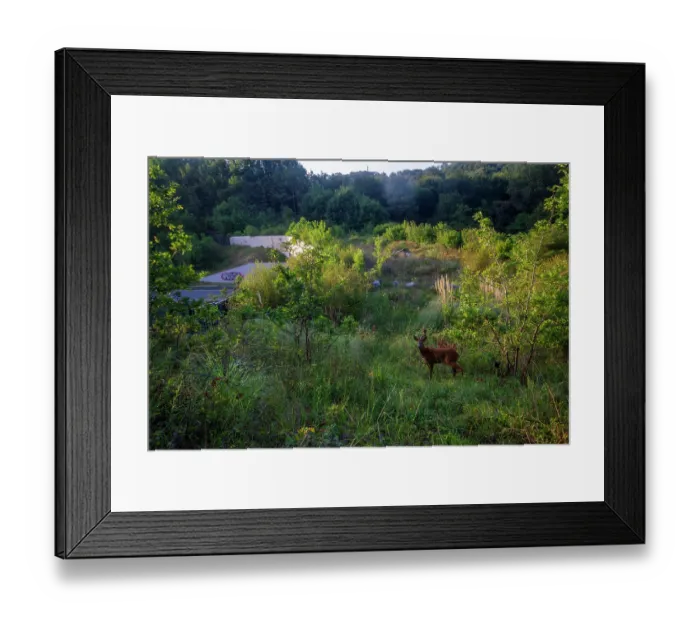Framed Print : Roe deer (Capreolus capreolus) male, standing on a wildlife crossing above the A64 highway, Landes, France. July. Camera trap image