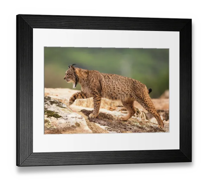 Framed Print : Iberian lynx (Lynx pardinus) male, walking over rocks, Sierra de Andujar, Jaen province, Spain. February