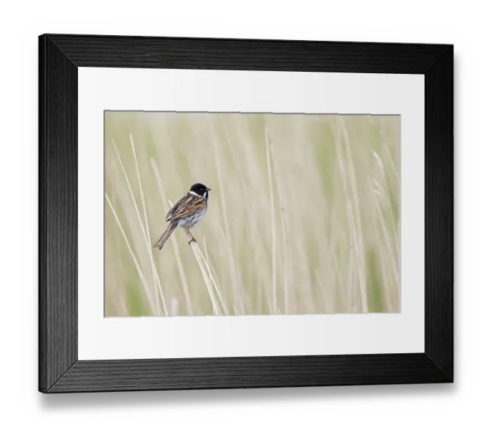 Framed Print : Reed bunting (Emberiza schoeniclus) male, perched among reeds singing, Suffolk, England, UK. May Framed Print : Reed bunting (Emberiza schoeniclus) male, perched among reeds singing, Suffolk, England, UK. May