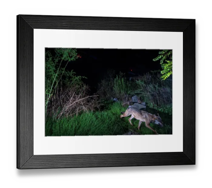 Framed Print : Eurasian wolf (Canis lupus) using a wildlife crossing above the busy A7 highway at night, Drome, France. October. Camera trap image Framed Print : Eurasian wolf (Canis lupus) using a wildlife crossing above the busy A7 highway at night, Drome, France. October. Camera trap image