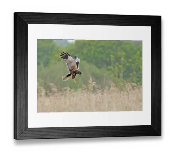 Framed Print : Marsh harrier (Circus aeruginosus) hunting over grassland, Norfolk, England, UK. May Framed Print : Marsh harrier (Circus aeruginosus) hunting over grassland, Norfolk, England, UK. May