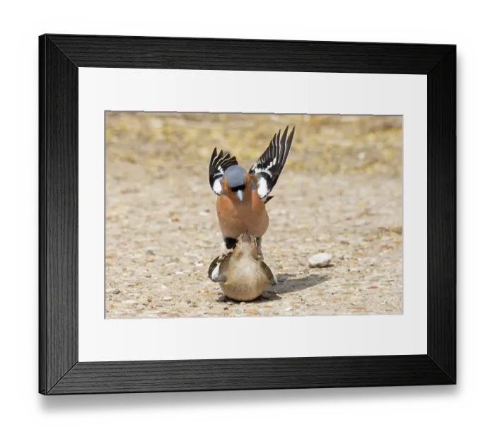 Framed Print : Chaffinches (Fringilla coelebs) pair mating, Suffolk, England, UK. June Framed Print : Chaffinches (Fringilla coelebs) pair mating, Suffolk, England, UK. June