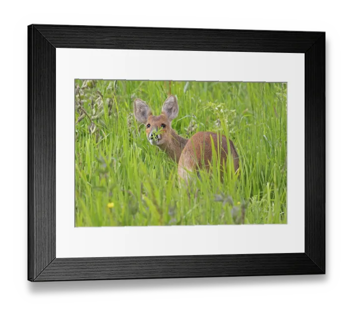Framed Print : Chinese water deer (Hydropotes inermis) feeding in long grass, Norfolk, England, UK. June