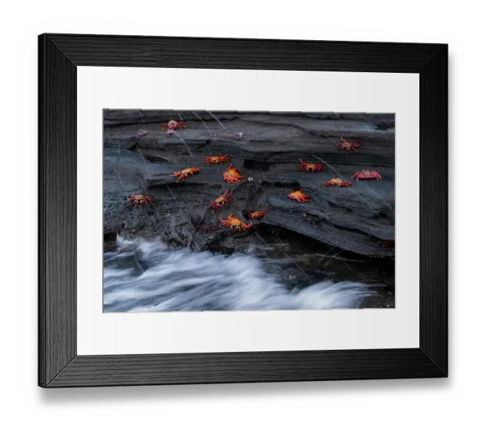 Framed Print : Sally Lightfoot crabs (Grapsus grapsus) on coastal rocks, Santiago Island, Galapagos Islands