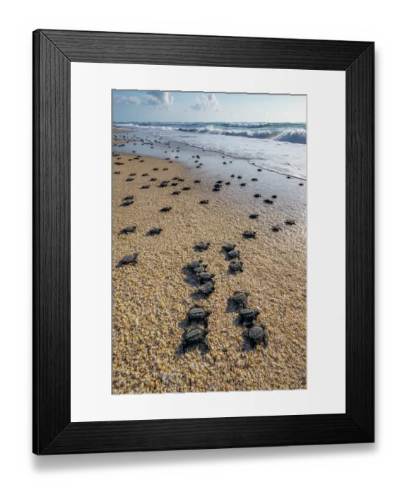 Framed Print : Kemp's ridley turtle (Lepidochelys kempii) hatchlings making their way to the sea, Rancho Nuevo Sea Turtle Sanctuary, Tamaulipas, Mexico. Critically endangered Framed Print : Kemp's ridley turtle (Lepidochelys kempii) hatchlings making their way to the sea, Rancho Nuevo Sea Turtle Sanctuary, Tamaulipas, Mexico. Critically endangered