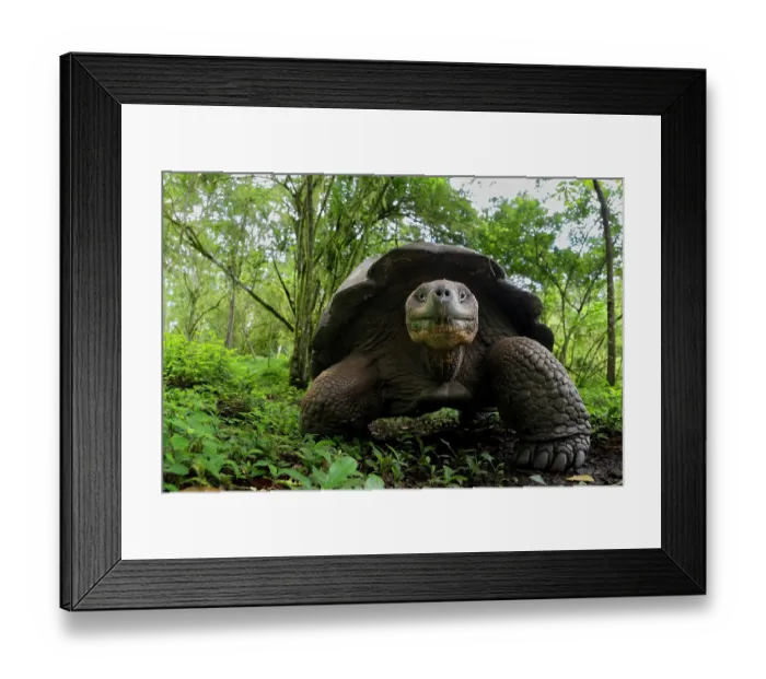 Framed Print : Western Santa Cruz tortoise (Chelonoidis niger porteri) portrait, Santa Cruz Island, Galapagos Islands. Critically endangered Framed Print : Western Santa Cruz tortoise (Chelonoidis niger porteri) portrait, Santa Cruz Island, Galapagos Islands. Critically endangered