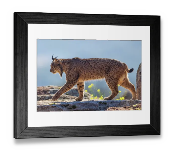 Framed Print : RF - Iberian lynx (Lynx pardinus) male, walking on mountain top, Sierra de Andujar, Jaen province, Spain. February Framed Print : RF - Iberian lynx (Lynx pardinus) male, walking on mountain top, Sierra de Andujar, Jaen province, Spain. February
