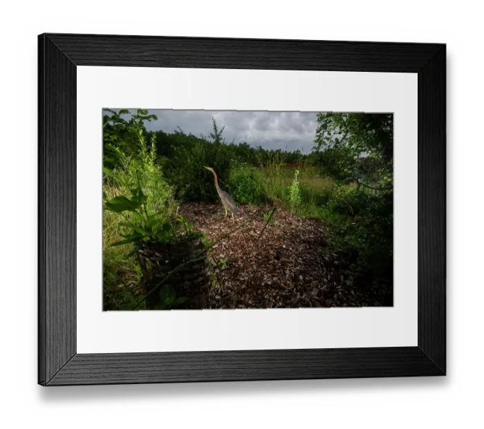 Framed Print : Purple heron (Ardea purpurea) using a wildlife crossing above the A72 highway, Loire, France. June. Camera trap image Framed Print : Purple heron (Ardea purpurea) using a wildlife crossing above the A72 highway, Loire, France. June. Camera trap image