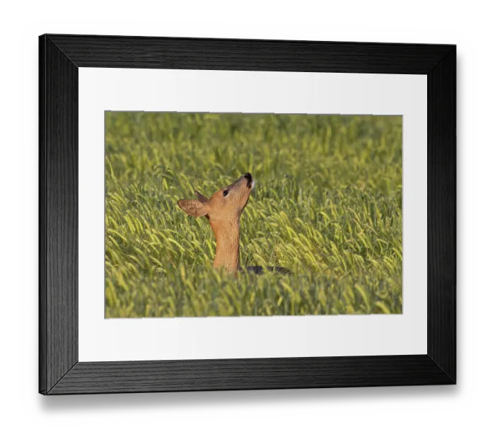 Framed Print : Roe deer (Capreolus capreolus) standing in wheat field smelling the air, Suffolk, England, UK. June Framed Print : Roe deer (Capreolus capreolus) standing in wheat field smelling the air, Suffolk, England, UK. June