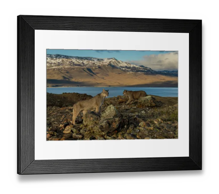 Framed Print : Two Pumas (Puma concolor) standing in rocky landscape with lake and mountains behind, Torres del Paine, Patagonia, Chile Framed Print : Two Pumas (Puma concolor) standing in rocky landscape with lake and mountains behind, Torres del Paine, Patagonia, Chile