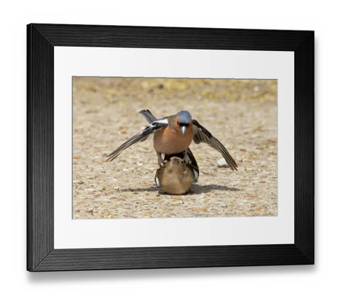 Framed Print : Chaffinches (Fringilla coelebs) pair mating, Suffolk, England, UK. June Framed Print : Chaffinches (Fringilla coelebs) pair mating, Suffolk, England, UK. June