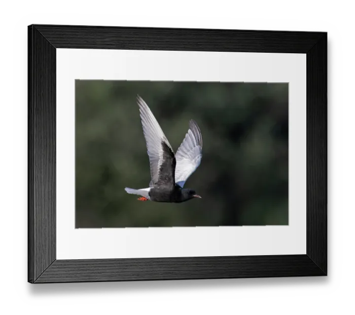 Framed Print : White-winged black tern (Chlidonias leucopterus) in flight, Colney, Norfolk, England, UK. June Framed Print : White-winged black tern (Chlidonias leucopterus) in flight, Colney, Norfolk, England, UK. June