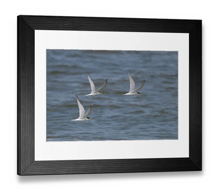 Framed Print : Three Little terns (Sterna albifrons) in flight over water, Winterton, Norfolk, England, UK. June Framed Print : Three Little terns (Sterna albifrons) in flight over water, Winterton, Norfolk, England, UK. June