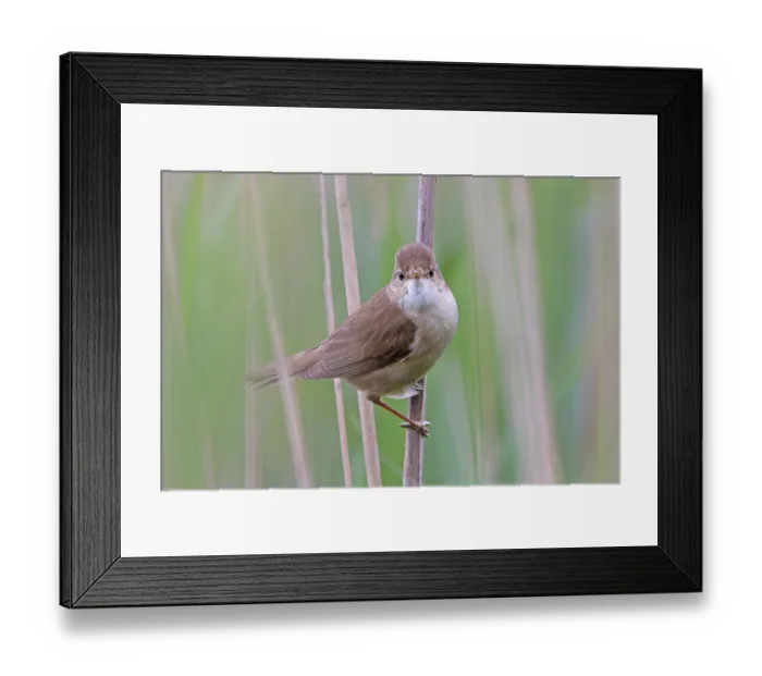 Framed Print : Reed warbler (Acrocephalus scirpaceus) perched among reeds, Norfolk, England, UK. June Framed Print : Reed warbler (Acrocephalus scirpaceus) perched among reeds, Norfolk, England, UK. June