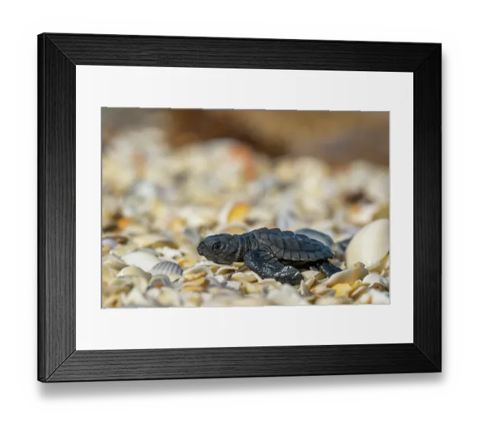 Framed Print : Kemp's ridley turtle (Lepidochelys kempii) hatchling making its way to the sea. Rancho Nuevo Sea Turtle Sanctuary, Tamaulipas, Mexico. Critically endangered Framed Print : Kemp's ridley turtle (Lepidochelys kempii) hatchling making its way to the sea. Rancho Nuevo Sea Turtle Sanctuary, Tamaulipas, Mexico. Critically endangered