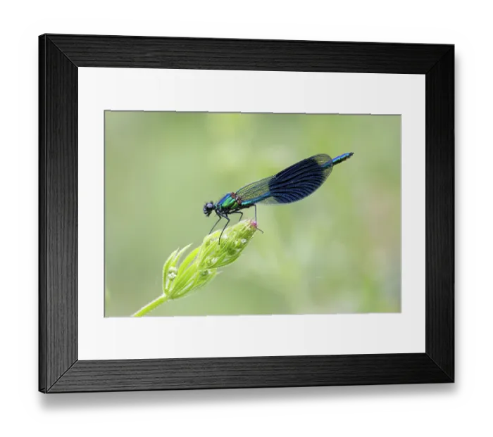 Framed Print : Banded demoiselle (Calopteryx splendens) resting on flowerhead, Norwich, Norfolk, England, UK. June Framed Print : Banded demoiselle (Calopteryx splendens) resting on flowerhead, Norwich, Norfolk, England, UK. June