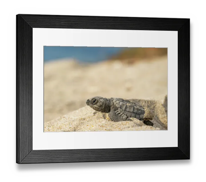 Framed Print : Kemp's ridley turtle (Lepidochelys kempii) hatchling making its way to the sea. Rancho Nuevo Sea Turtle Sanctuary, Tamaulipas, Mexico. Critically endangered Framed Print : Kemp's ridley turtle (Lepidochelys kempii) hatchling making its way to the sea. Rancho Nuevo Sea Turtle Sanctuary, Tamaulipas, Mexico. Critically endangered