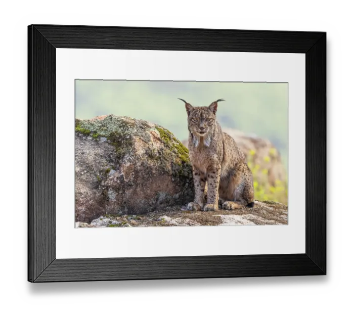 Framed Print : RF - Iberian lynx (Lynx pardinus) male, sitting on rocks, Sierra de Andujar, Jaen province, Spain. February. (This image may be licensed either as rights managed or royalty free.) Framed Print : RF - Iberian lynx (Lynx pardinus) male, sitting on rocks, Sierra de Andujar, Jaen province, Spain. February. (This image may be licensed either as rights managed or royalty free.)
