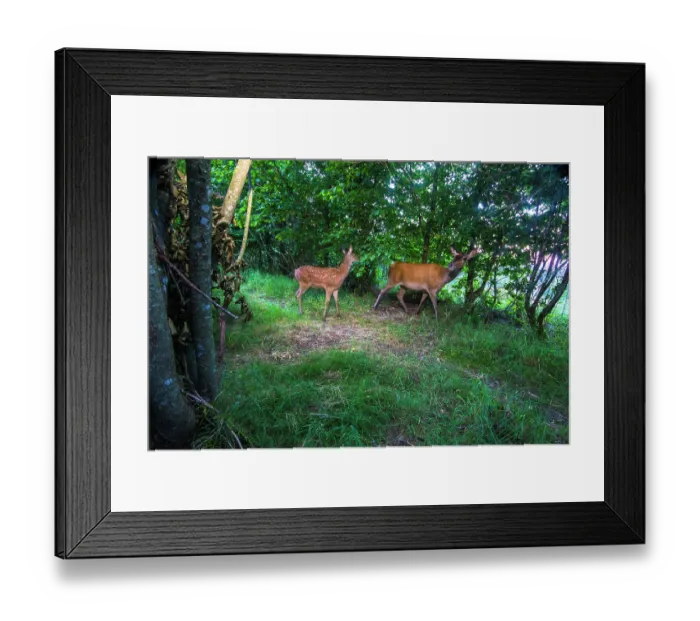Framed Print : Red deer (Cervus elaphus) female with fawn using a wildlife crossing above the A89 highway, Puy-de-Dome, France. July. Camera trap image Framed Print : Red deer (Cervus elaphus) female with fawn using a wildlife crossing above the A89 highway, Puy-de-Dome, France. July. Camera trap image