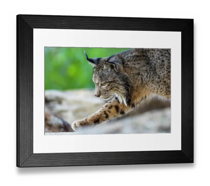 Framed Print : Iberian lynx (Lynx pardinus) male, stepping over rocks, portrait, Sierra de Andujar, Jaen province, Spain. February Framed Print : Iberian lynx (Lynx pardinus) male, stepping over rocks, portrait, Sierra de Andujar, Jaen province, Spain. February