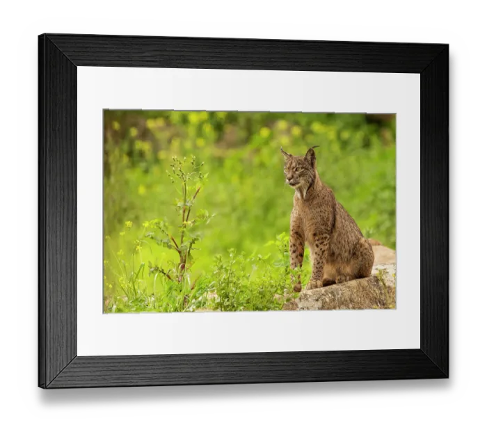 Framed Print : Iberian lynx (Lynx pardinus) pregnant female, sitting alert on a rock, Sierra de Andujar, Jaen province, Spain. February Framed Print : Iberian lynx (Lynx pardinus) pregnant female, sitting alert on a rock, Sierra de Andujar, Jaen province, Spain. February