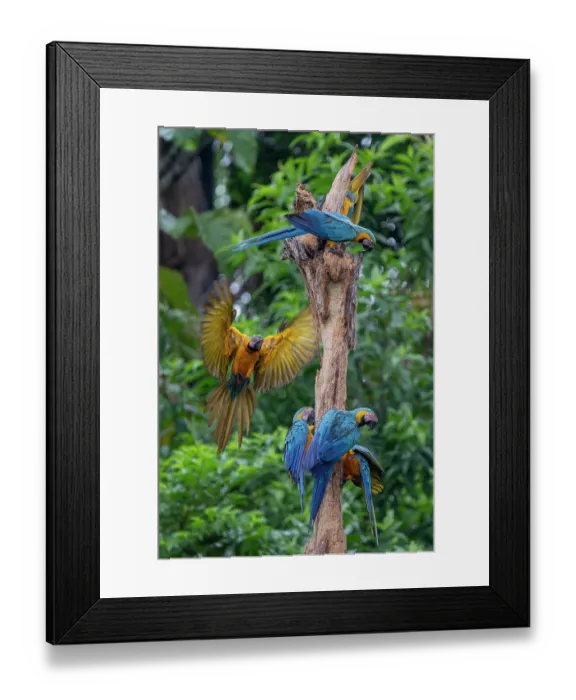 Framed Print : Group of Blue-and-yellow macaws (Ara ararauna) perched on a dead tree trunk, Yasuni National Park, Orellana, Ecuador Framed Print : Group of Blue-and-yellow macaws (Ara ararauna) perched on a dead tree trunk, Yasuni National Park, Orellana, Ecuador