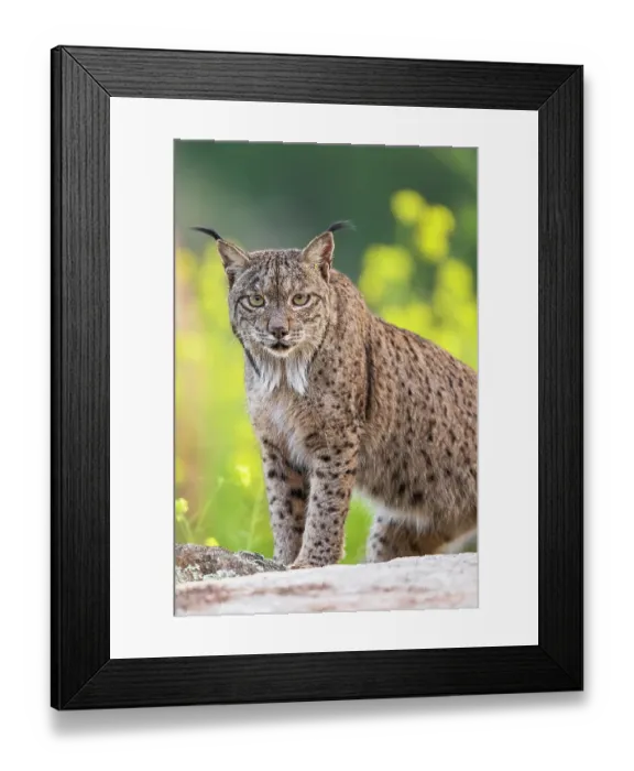 Framed Print : RF - Iberian lynx (Lynx pardinus) male, portrait, Sierra de Andujar, Jaen province, Spain. February. (This image may be licensed either as rights managed or royalty free.) Framed Print : RF - Iberian lynx (Lynx pardinus) male, portrait, Sierra de Andujar, Jaen province, Spain. February. (This image may be licensed either as rights managed or royalty free.)