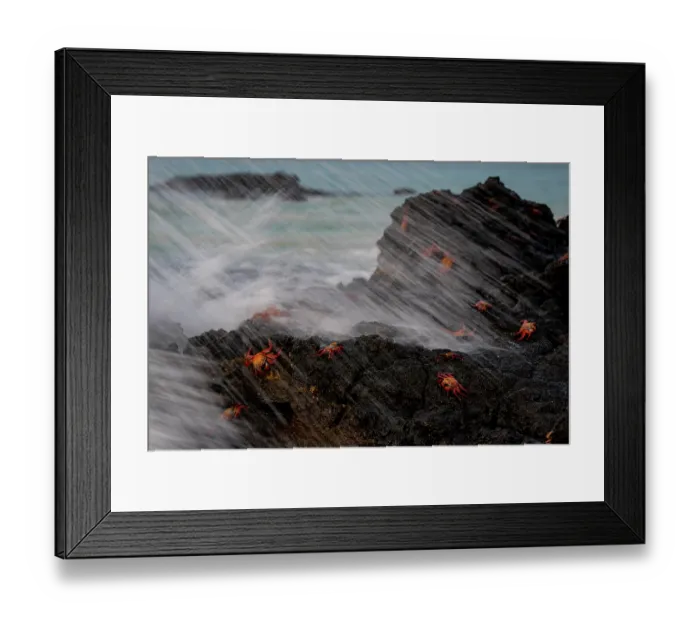 Framed Print : Sally Lightfoot crabs (Grapsus grapsus) on coastal rocks, Santa Cruz Island, Galapagos Islands Framed Print : Sally Lightfoot crabs (Grapsus grapsus) on coastal rocks, Santa Cruz Island, Galapagos Islands