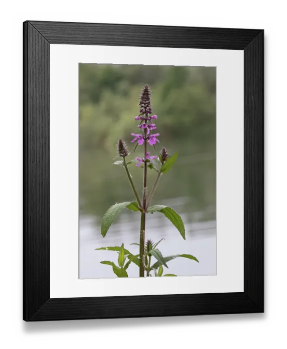 Framed Print : Marsh woundwort (Stachys palustris) in flower, Norfolk, England, UK. June Framed Print : Marsh woundwort (Stachys palustris) in flower, Norfolk, England, UK. June