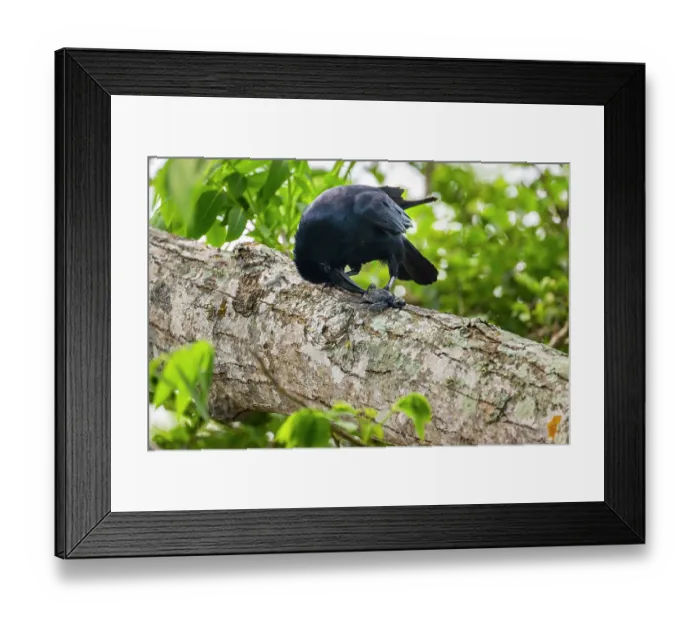 Framed Print : Tamaulipas crow (Corvus imparatus) perched on branch feeding on Kemp's ridley turtle (Lepidochelys kempii) hatchling prey, Rancho Nuevo Sea Turtle Sanctuary, Tamaulipas, Mexico Framed Print : Tamaulipas crow (Corvus imparatus) perched on branch feeding on Kemp's ridley turtle (Lepidochelys kempii) hatchling prey, Rancho Nuevo Sea Turtle Sanctuary, Tamaulipas, Mexico