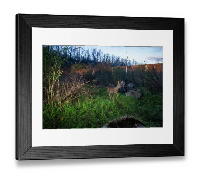 Framed Print : Roe deer (Capreolus capreolus) using a wildlife crossing above the busy A7 highway, Drome, France. September. Camera trap image Framed Print : Roe deer (Capreolus capreolus) using a wildlife crossing above the busy A7 highway, Drome, France. September. Camera trap image