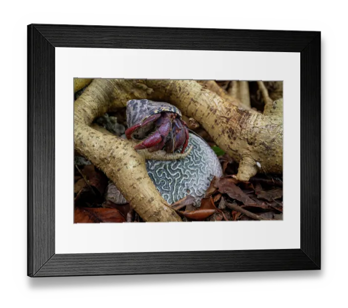 Framed Print : Caribbean hermit crab (Coenobita clypeatus) walking on coral, Half Moon Caye, Belize Framed Print : Caribbean hermit crab (Coenobita clypeatus) walking on coral, Half Moon Caye, Belize