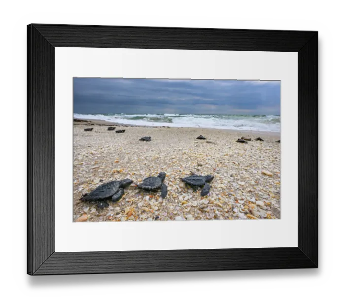 Framed Print : Kemp's ridley turtle (Lepidochelys kempii) hatchlings making their way to the sea, Rancho Nuevo Sea Turtle Sanctuary, Tamaulipas, Mexico. Critically endangered Framed Print : Kemp's ridley turtle (Lepidochelys kempii) hatchlings making their way to the sea, Rancho Nuevo Sea Turtle Sanctuary, Tamaulipas, Mexico. Critically endangered
