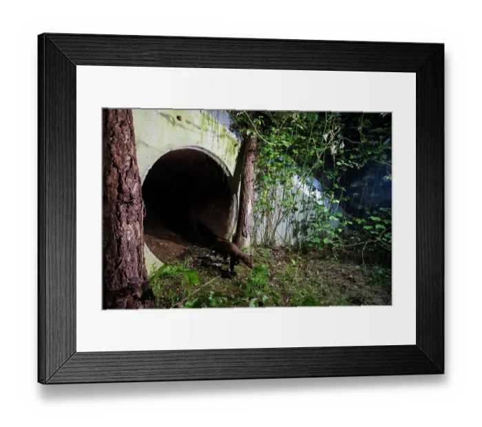 Framed Print : Beech marten (Martes foina) exiting a wildlife underpass below the A89 highway, Loire, France. June. Camera trap image Framed Print : Beech marten (Martes foina) exiting a wildlife underpass below the A89 highway, Loire, France. June. Camera trap image