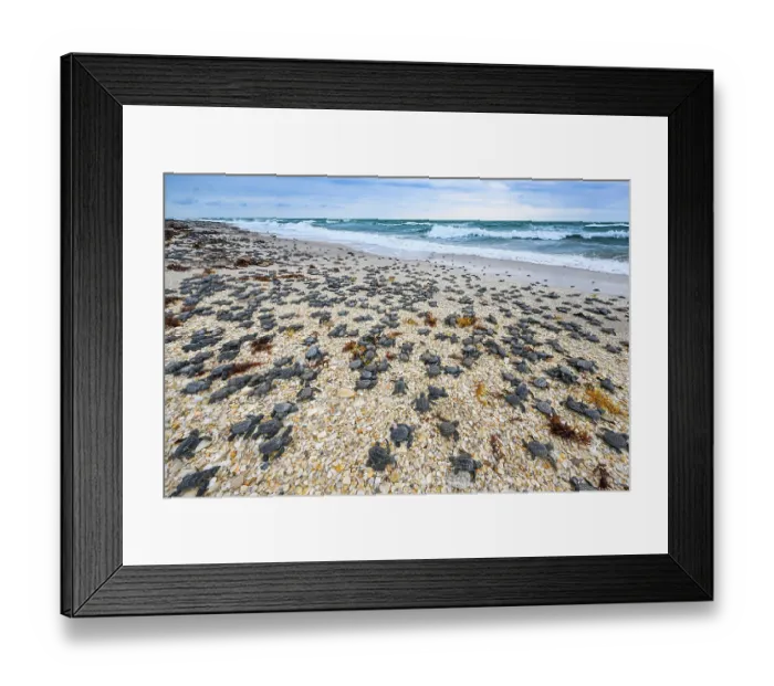 Framed Print : Kemp's ridley turtle (Lepidochelys kempii) hatchlings making their way to the sea, Rancho Nuevo Sea Turtle Sanctuary, Tamaulipas, Mexico. Critically endangered Framed Print : Kemp's ridley turtle (Lepidochelys kempii) hatchlings making their way to the sea, Rancho Nuevo Sea Turtle Sanctuary, Tamaulipas, Mexico. Critically endangered